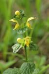 Lamium galeobdolon