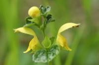 Lamium galeobdolon