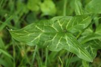 Arum italicum