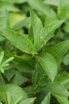 Mercurialis perennis