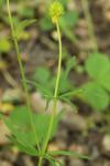 Ranunculus auricomus