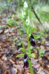 Ophrys insectifera