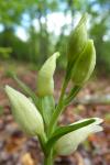 Cephalanthera damasonium