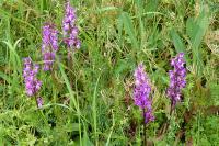 Orchis mascula