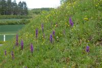 Orchis mascula