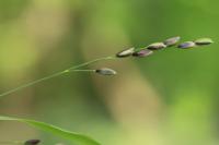 Melica uniflora