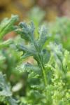 Senecio sylvaticus