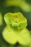 Euphorbia amygdaloides