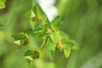 Euphorbia dulcis
