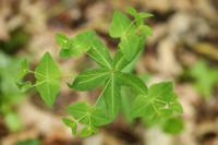 Euphorbia dulcis