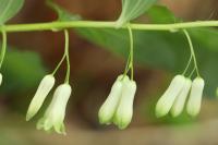 Polygonatum multiflorum
