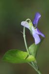 Viola riviniana