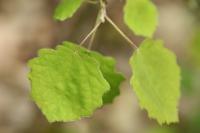 Populus tremula
