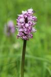Orchis simia