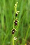 Ophrys insectifera