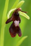 Ophrys insectifera
