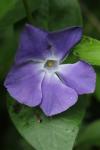 Vinca major