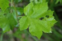 Torminalis glaberrima