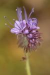 Phacelia tanacetifolia