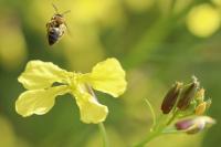 Raphanus raphanistrum