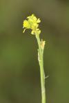 Sisymbrium officinale