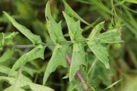 Sisymbrium officinale