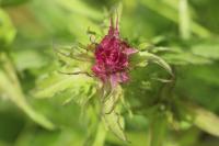 Melampyrum arvense