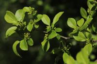 Rhamnus cathartica