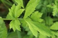 Geum urbanum