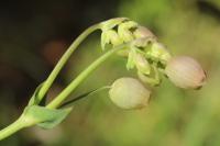 Silene vulgaris