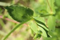 Silene vulgaris