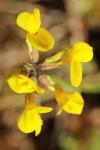 Hippocrepis comosa