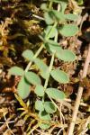 Hippocrepis comosa