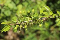 Prunus spinosa