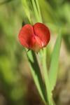 Lathyrus sphaericus