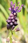 Muscari comosum