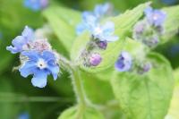 Pentaglottis sempervirens