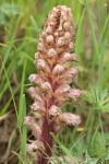 Orobanche amethystea