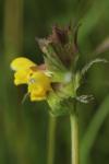 Rhinanthus minor