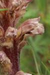 Orobanche amethystea