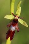 Ophrys insectifera
