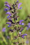 Salvia pratensis
