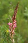 Onobrychis viciifolia