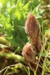 Orobanche amethystea