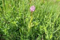 Orchis simia