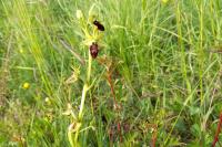 Ophrys aranifera