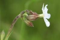 Silene latifolia