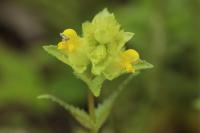 Rhinanthus minor
