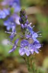 Veronica orsiniana