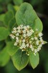 Viburnum lantana